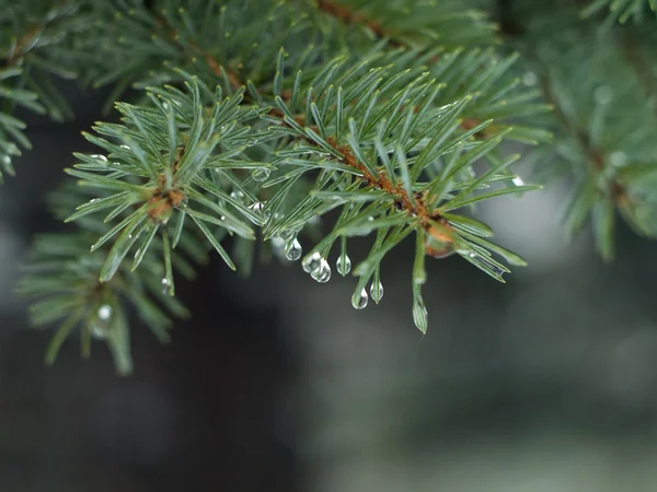 stock image Water drops