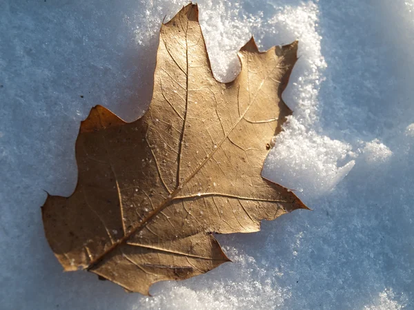 meşe yaprağına snow