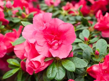 Azalea flowers in a greenhouse clipart