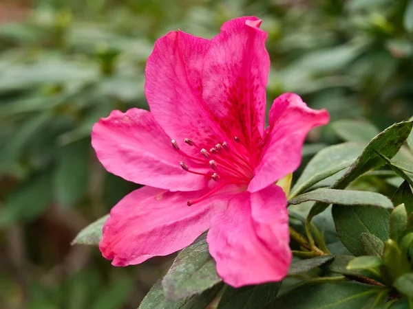 Azalea virág Stock Kép