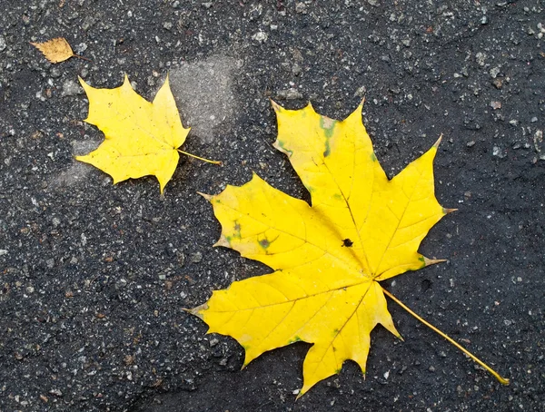 stock image Yellow maple leaves