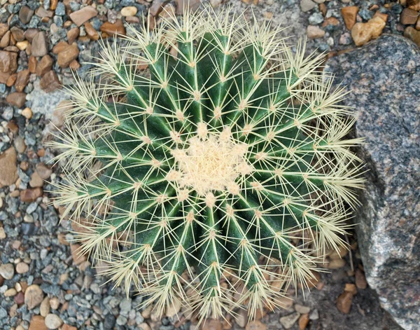 stock image Cactus