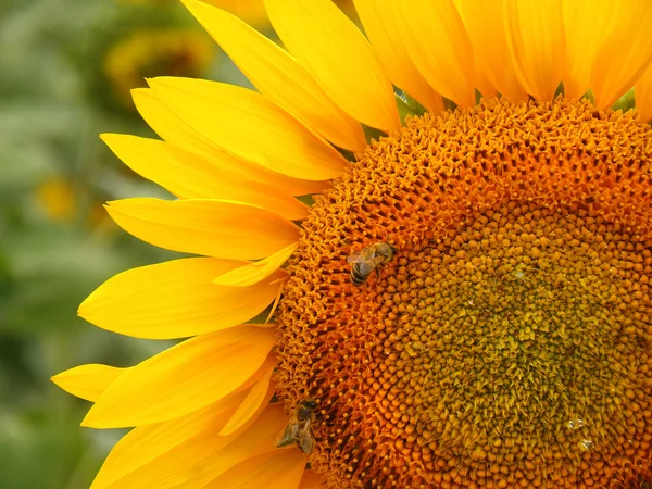 Пчелы на подсолнухе — стоковое фото