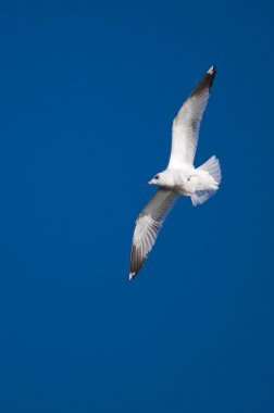 Seagull in the blue sky clipart