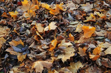 sonbahar yalan dünya üzerinde bırakır.