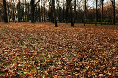 Sonbahar Parkı