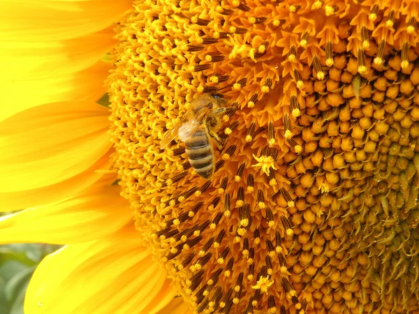Včely na slunečnici — Stock fotografie