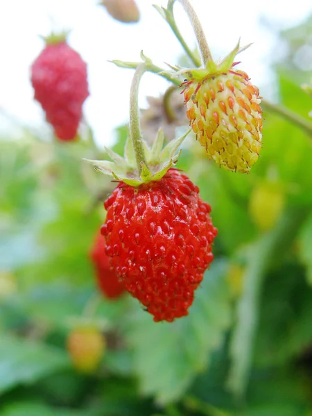 The ripened garden strawberry — Stock Photo, Image