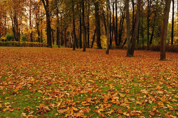 stock image Autumn park