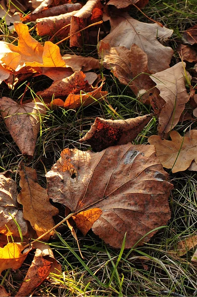 Jesienne liście leżą na ziemi — Zdjęcie stockowe