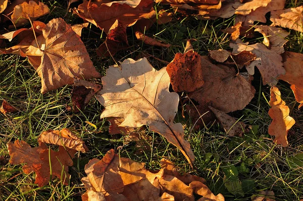 Jesienne liście leżą na ziemi — Zdjęcie stockowe