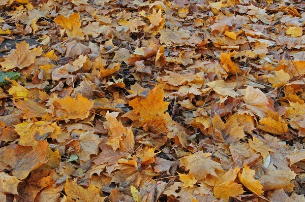 Folhas de outono jazem na terra — Fotografia de Stock