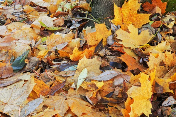 Folhas de outono jazem na terra — Fotografia de Stock