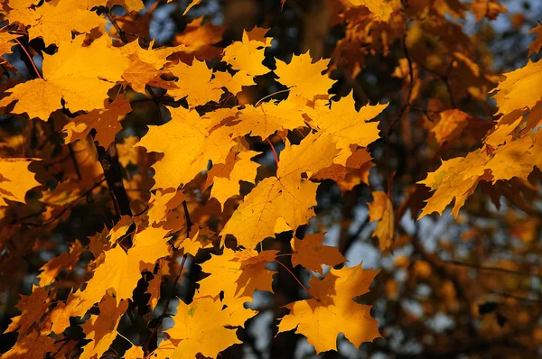 Folhas de Outono — Fotografia de Stock