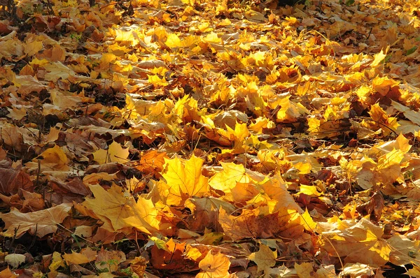Hojas de otoño yacen en la tierra — Foto de Stock