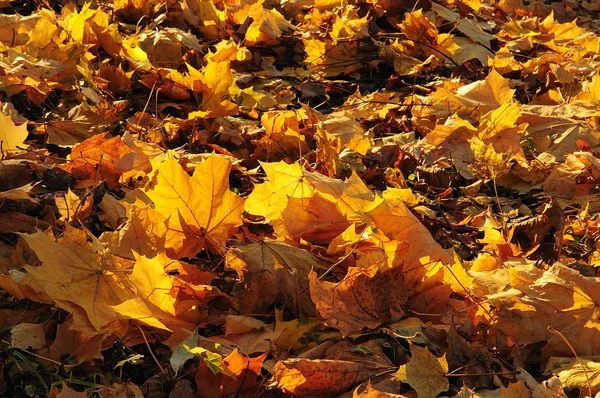 Осіннє листя лежить на землі — стокове фото