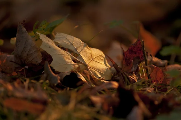 Осенние листья лежат на земле — стоковое фото