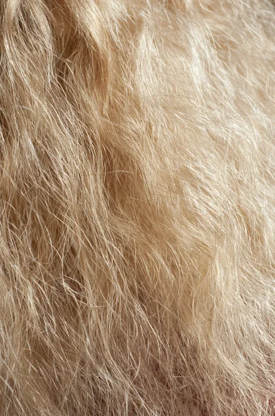 Gyönyörű női hajhu — 스톡 사진
