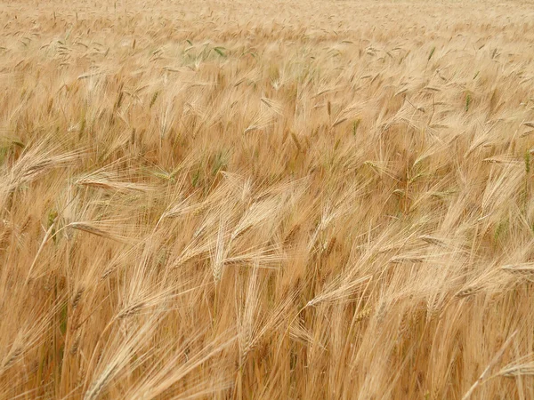 Пшениця восени — стокове фото