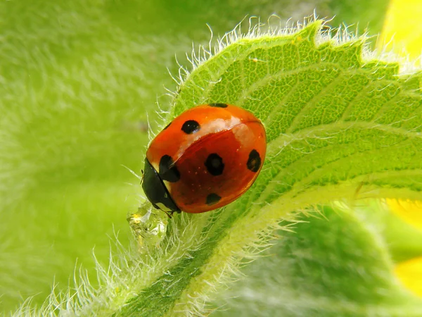 stock image Ladybird on a sunflower