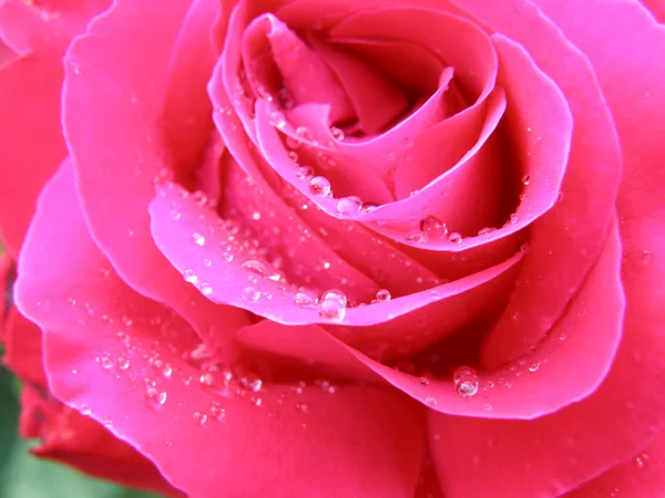 Vaaleanpunainen ruusu lähikuva — kuvapankkivalokuva