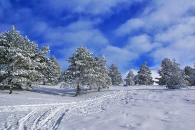 Winter landscape H clipart