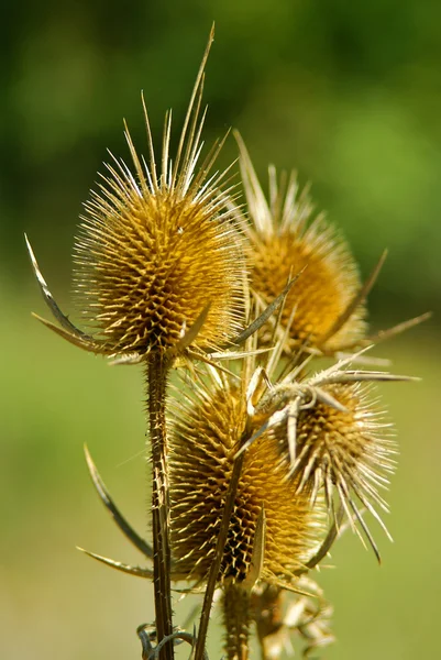 Stock image Thistle