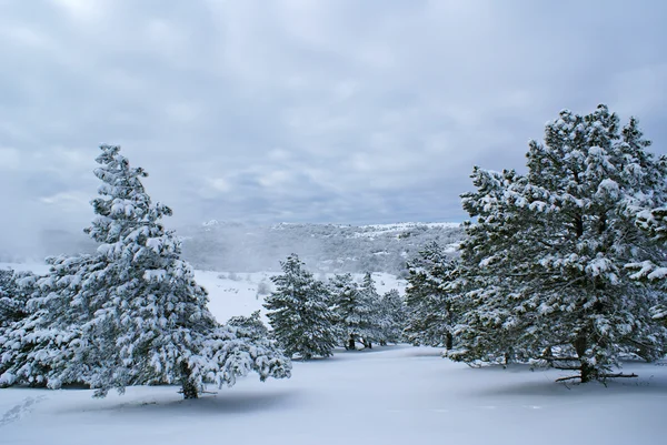 Na sneeuwstorm c — Stockfoto