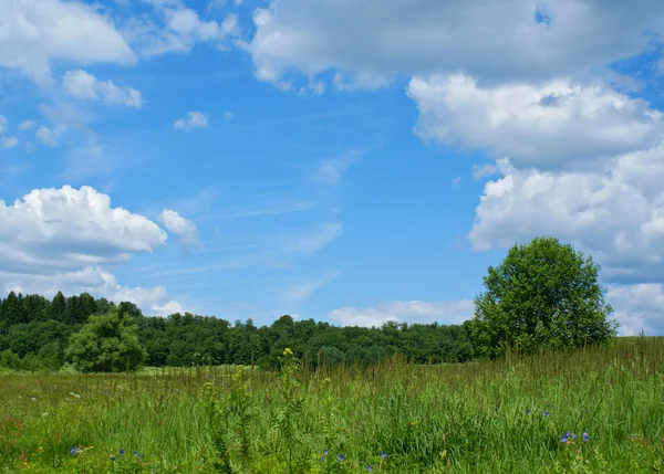 Sky, gräs och träd — Stockfoto