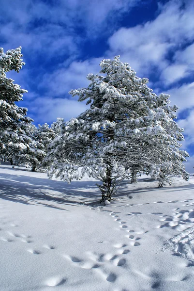 Zimowy krajobraz e — Zdjęcie stockowe