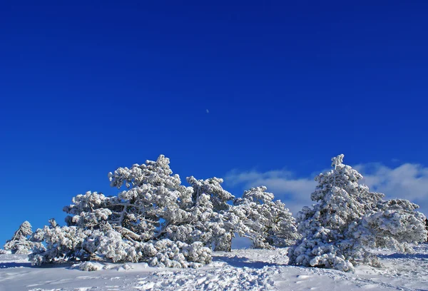 Зимний день — стоковое фото