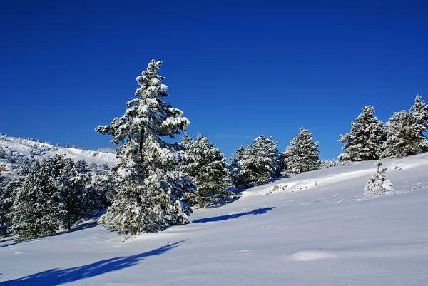 Зимний пейзаж K — стоковое фото