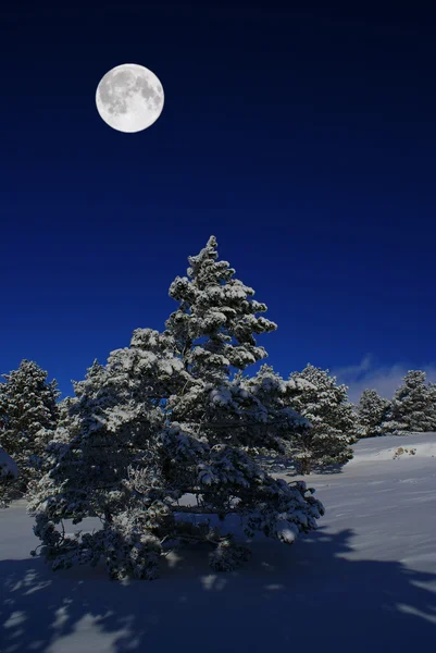 Notte al chiaro di luna — Foto Stock