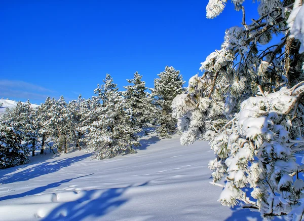 Winter landschap t — Stockfoto