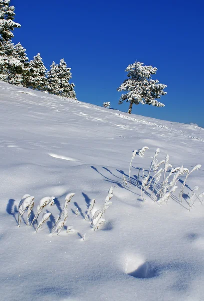 Snow, pines and sky — Stock Photo, Image