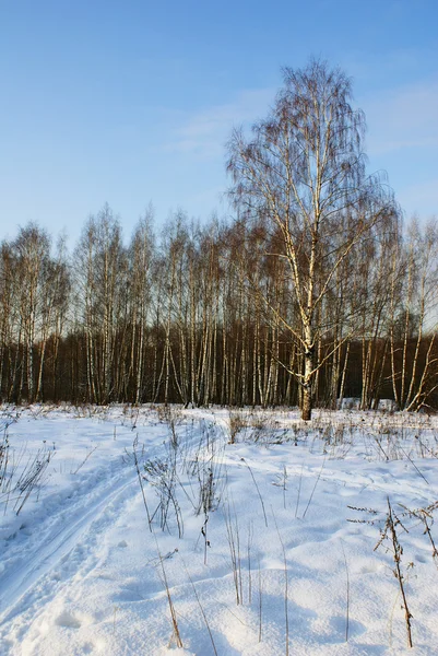 Karlı bir parkta ağaç — Stok fotoğraf