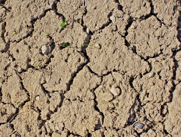 Dry ground — Stock Photo, Image