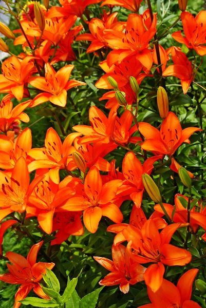 stock image Lilys