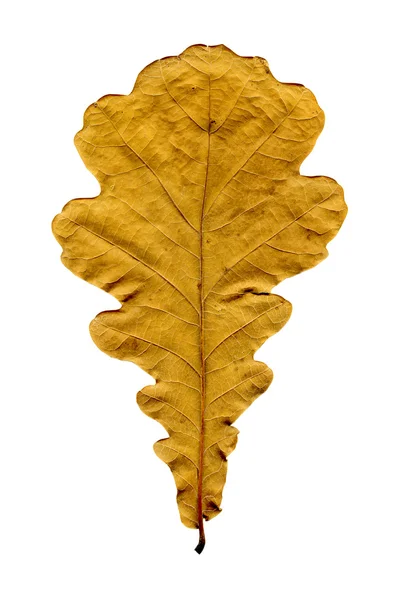 Сухой дубовый лист — стоковое фото