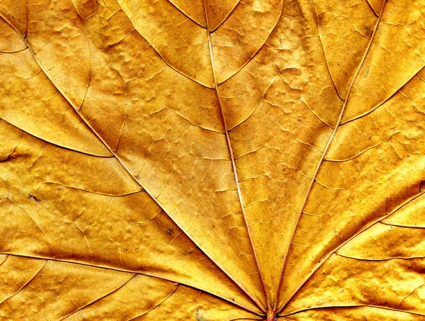 オークの葉の背景 — ストック写真