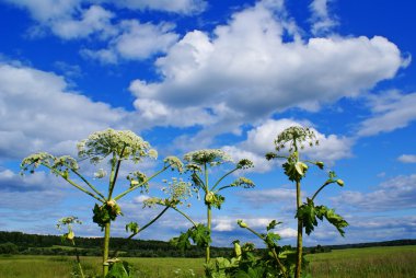 Heracleum sosnowsky clipart