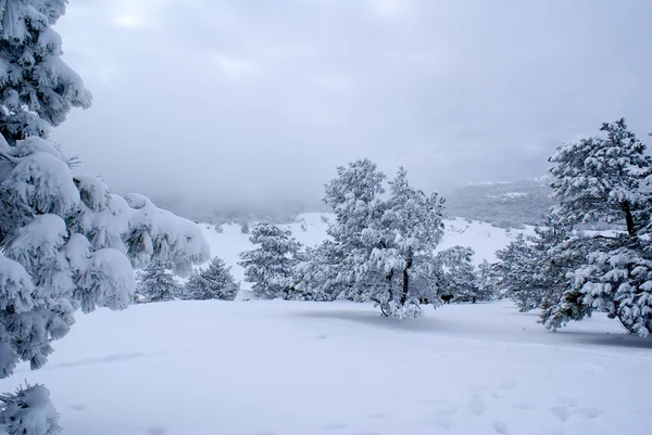 Kar fırtınası bir — Stok fotoğraf