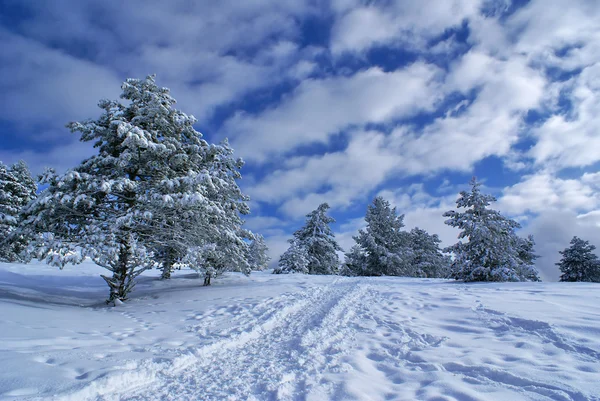 Winter landscape D — Stock Photo, Image