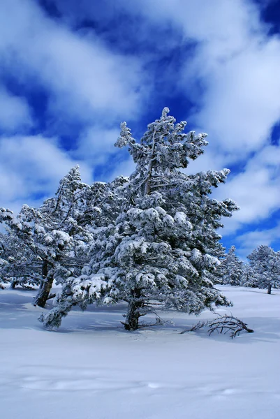 Paesaggio invernale G — Foto Stock