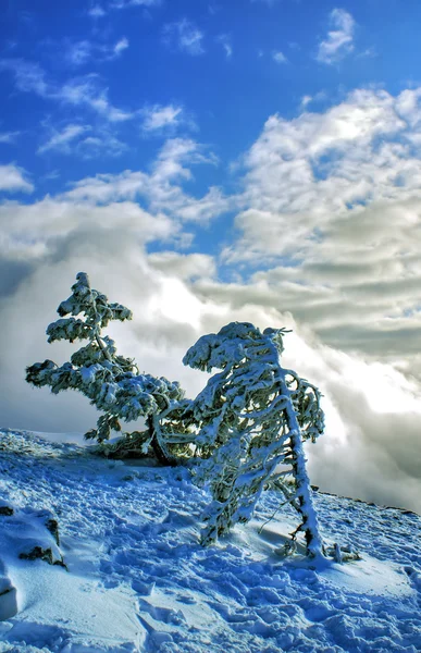 Sneeuw, sky en dennen — Stockfoto