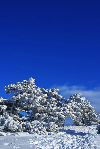 冬の風景 m — ストック写真
