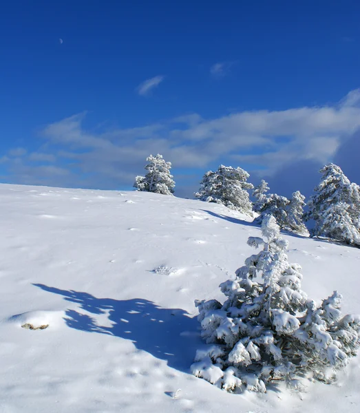 Neve, árvore e céu — Fotografia de Stock