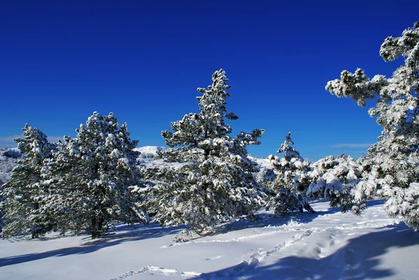 Winterlandschaft l — Stockfoto