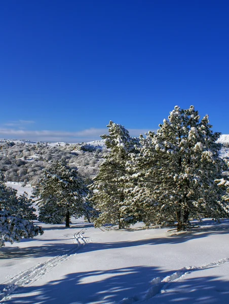 Albero, neve e cielo — Foto Stock