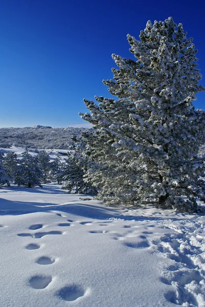 冬の風景 b — ストック写真